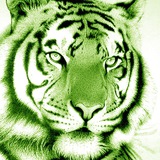 Tiger Reborn