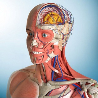 Anatomía Humana