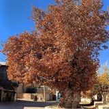 🍂 کانال رسمی دروار 🍂