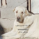 کانل دوستداران سگ ایرانی(پژدر،سرابی و ...)