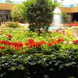 💐 گلهای زیبای بهاری 💐