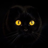 Милые котики 😻