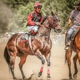 🏇 میدان اسبدوانی کشور 🏇