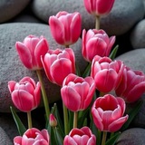 آمال عاشور الخفاجي