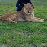 Latifovs_tigers