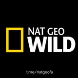 نشنال جئوگرافیک فارسی| NatGeoFa