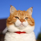 Cute_ginger_cat