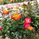 کانال گل وگلدون زیبا 🌸 🌺