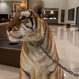 قوية 🐆 💋