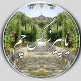 پـیــــر نرگــــس چــــم