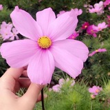 😍 🌸 عشراقة فرح<i class="emoji" style="background-image: