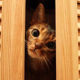 Cats photo