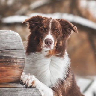 Border collie Lucky