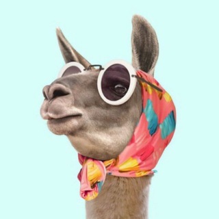 Shotormusic 🐫