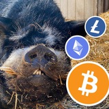 CryptoBoar π