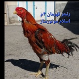 جنگهای محفل میاندواب کانال لاری اسلامموتورساز