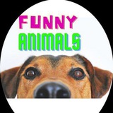 best.funny_animals/Смешные животные