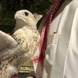 جرهّد .