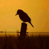 | حادي الرَّكب | غَزّة