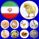 🇮🇷 "مرغ مادر ایران"