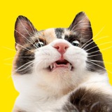 CAT POINT (тыгыдык онлайн 🐾 )
