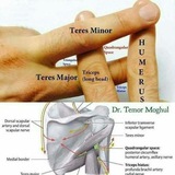 Please enjoy Anatomy and Embryology (القناة الجديدة )