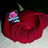 🌹 جمال الورد ورقته 7r 🌹