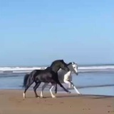 شعر وخيل