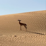 الريـمـيّ