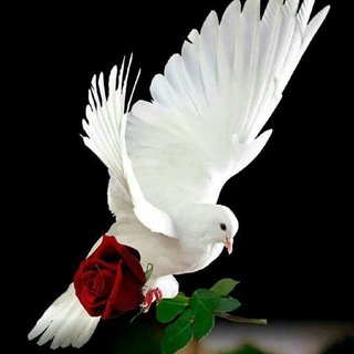 💙✺🧚♀شــوق↶پــرواز🧚✺♥💜