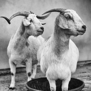 ما حیوانات we animals