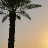 - شَـوَارِدُ سُنِّيَّـةٌ