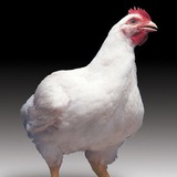 اتحاد مرغداران استان اصفهان