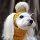 Одежда для собак 🧶