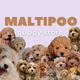 Maltipoo_puppy_store