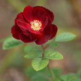 پیام مثبت زندگی