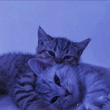 پروفایل گربه 😸