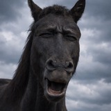 Массаж простаты теперь в Telegram!