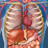 USMLE_anatomy 2026