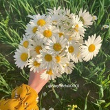𝕄𝕠𝕪𝕔𝕙𝕖𝕔𝕙𝕒𝕜 🌼