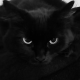 ЭЗO КОШЕЧКА️ 🐈⬛️