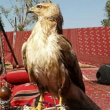 قنات رسمیه تسجیلات طاهر حسناوی