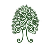 Сибирский кедр 🌲