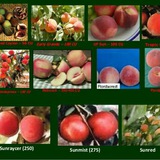 کانال تخصصی درختان میوه وابسته به شرکت اشنو پژوهش تاک