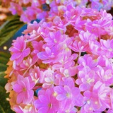 ๐ฟ Agriculture Quiz โข <i class="emoji" style="background-i