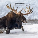 Лось: про охоту и природу