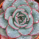 Ginger Flower