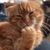 Cat humor π π½ <i class="emoji" style="background-image: