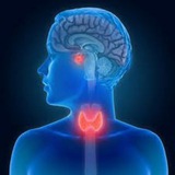Endocrine system