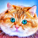 Cats_video 🐈⬛